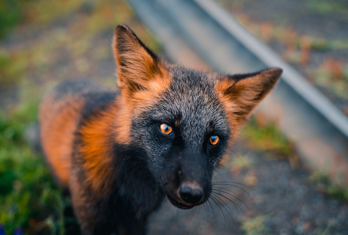 A particuarly beautiful and curious looking fox, with distinct fur that has a beautiful black/gray colour on their face while having gorgeous red ears